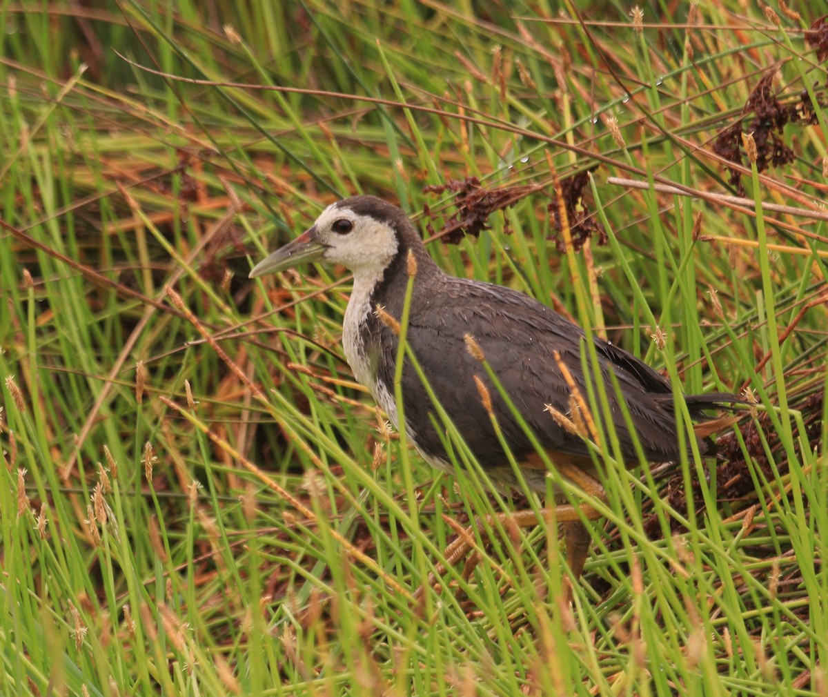White-breasted Waterhen - ML641604317