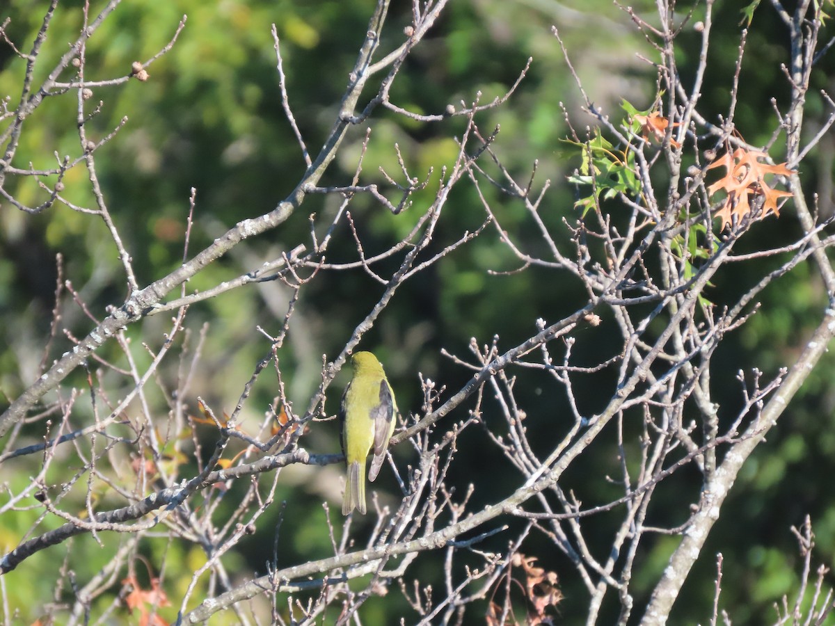 piranga šarlatová - ML641604320