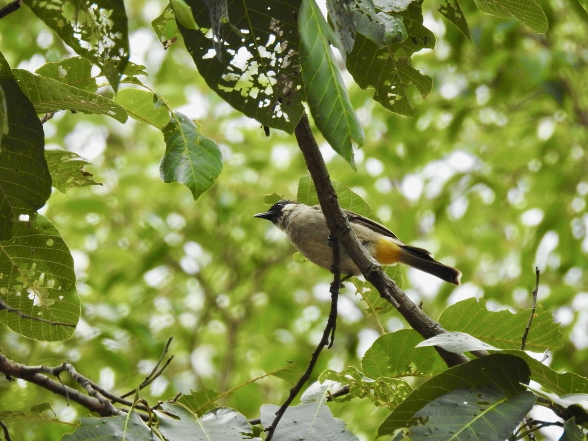 Bulbul urre-ipurdia - ML641604359