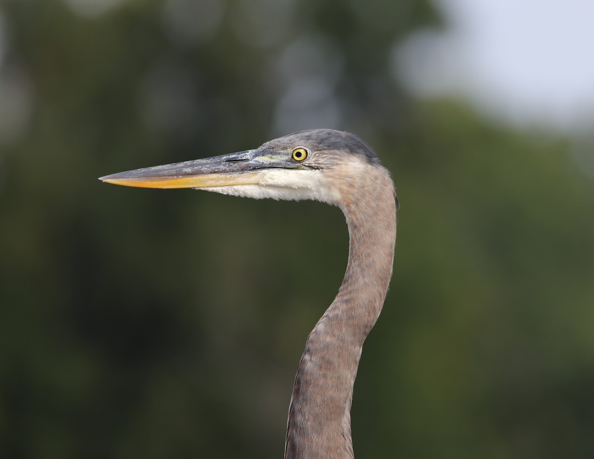 Great Blue Heron - ML641604368