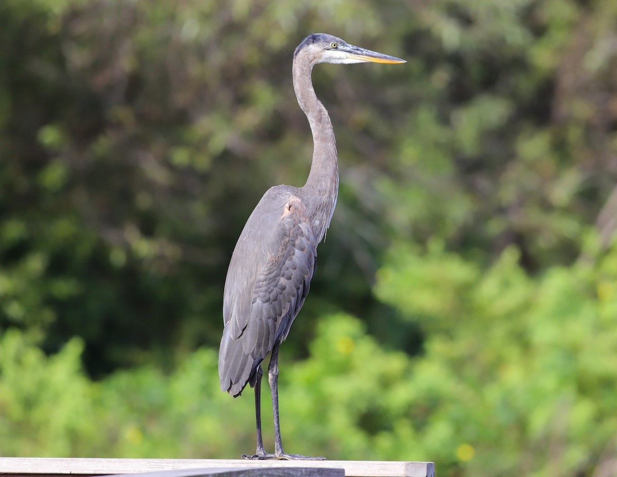 Great Blue Heron - ML641604369