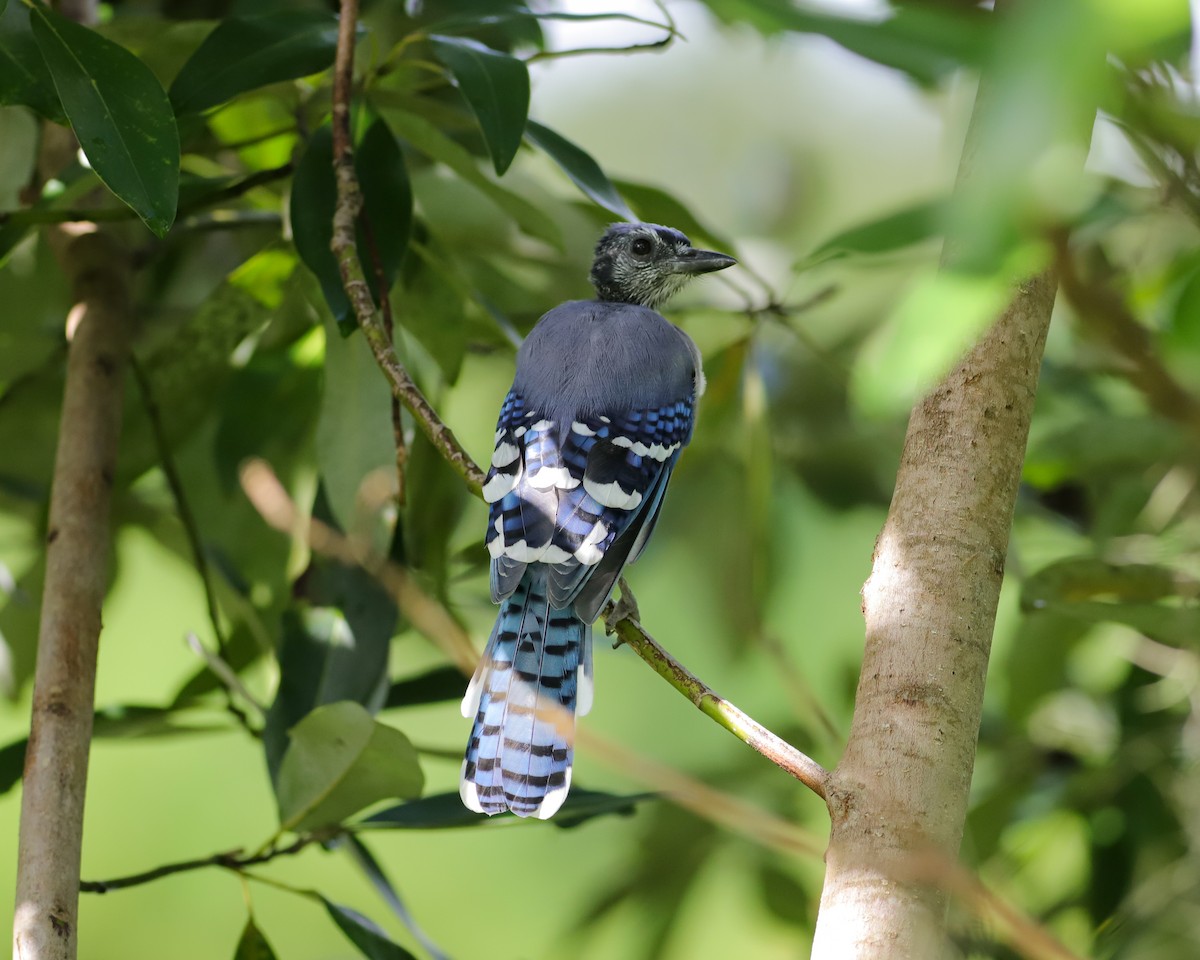 Blue Jay - ML641604372
