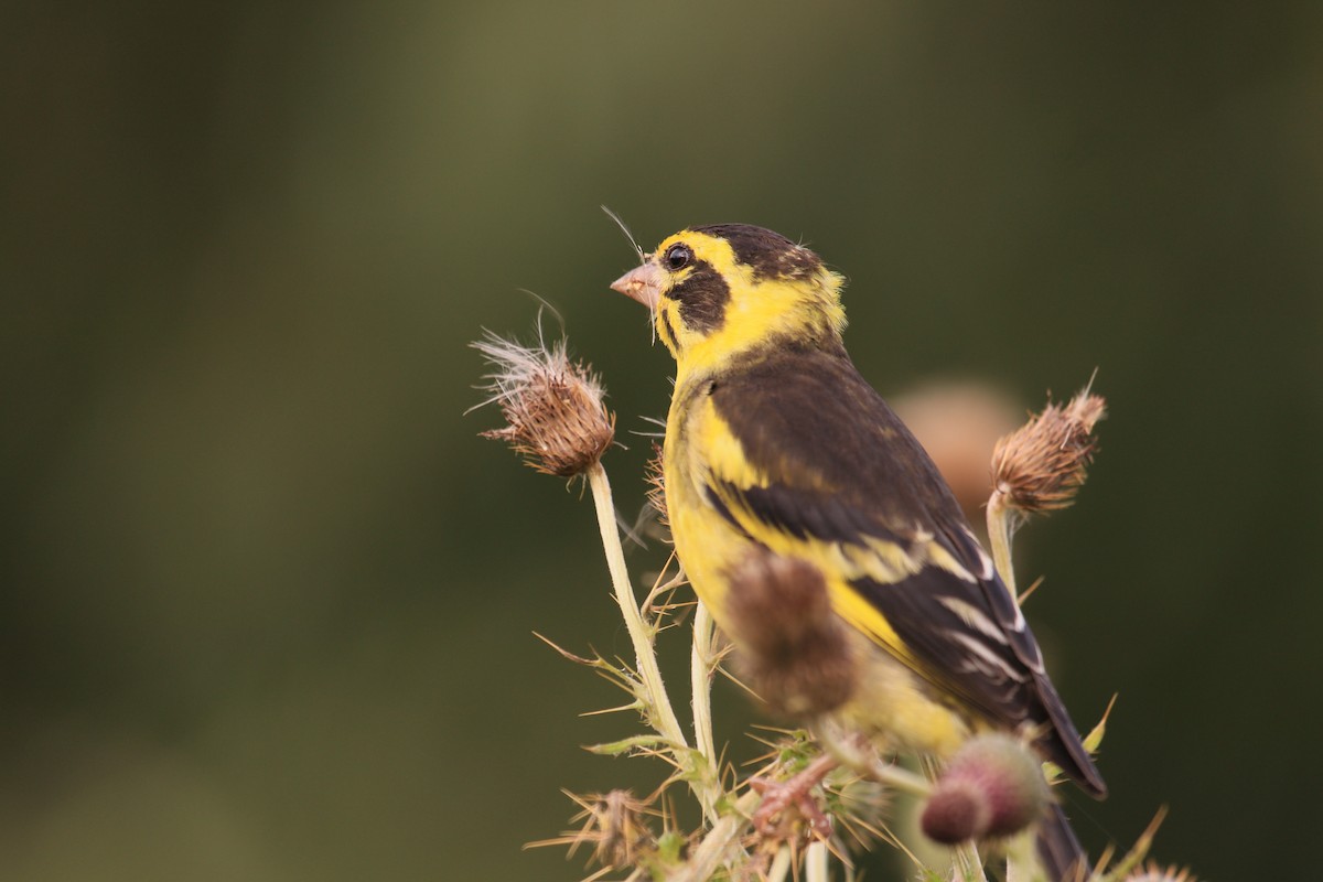 Yellow-breasted Greenfinch - ML641604383