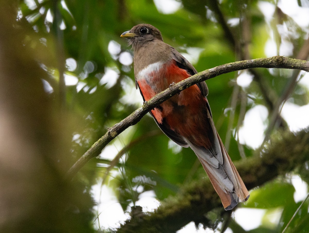 Trogon rosalba - ML641604385