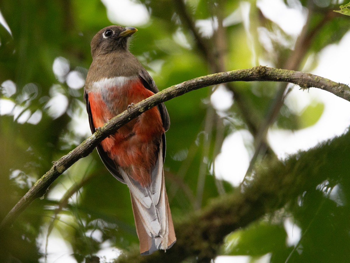 Trogon rosalba - ML641604386