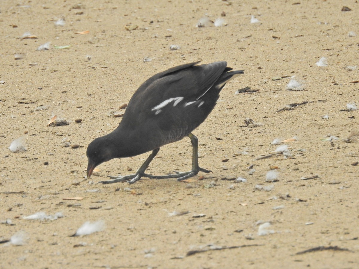 Gallinule poule-d'eau - ML641604387
