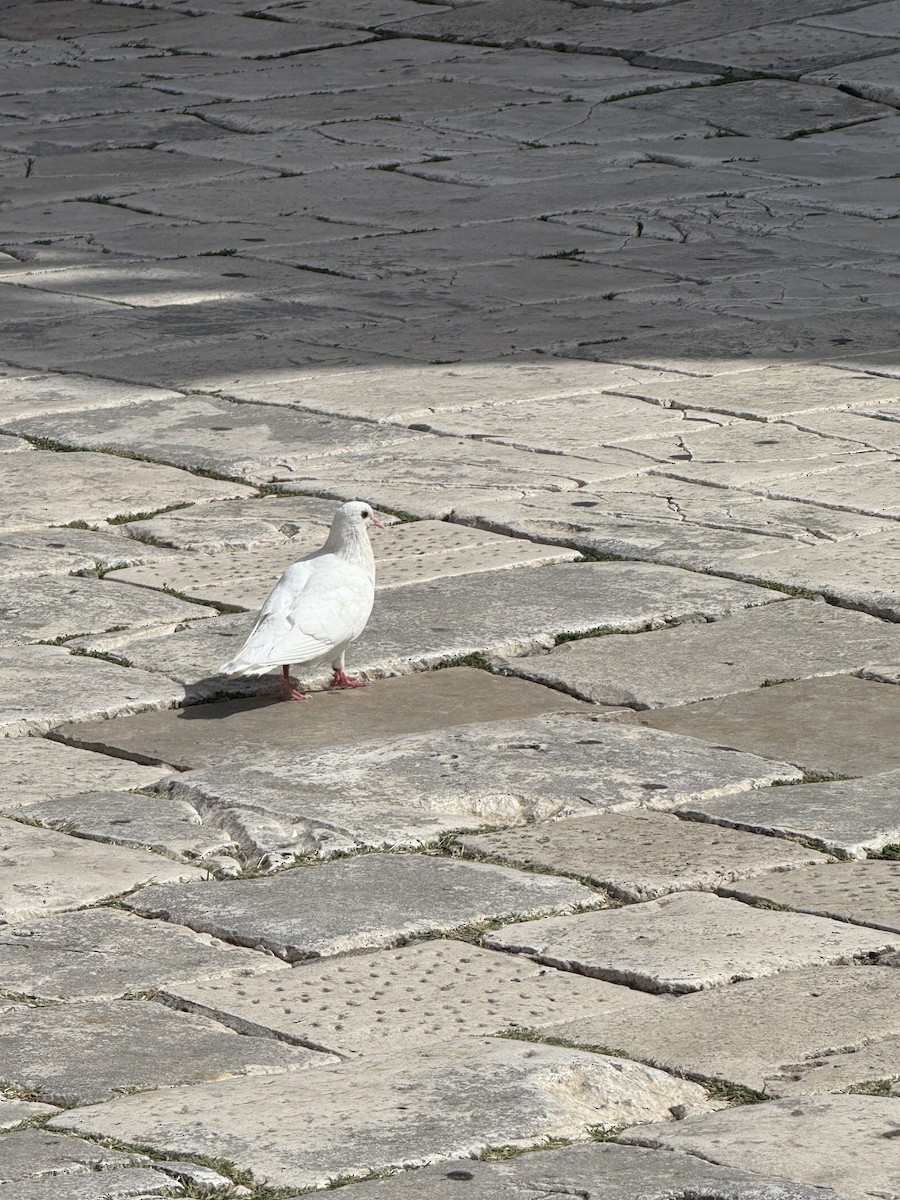 Rock Pigeon (Feral Pigeon) - ML641604391