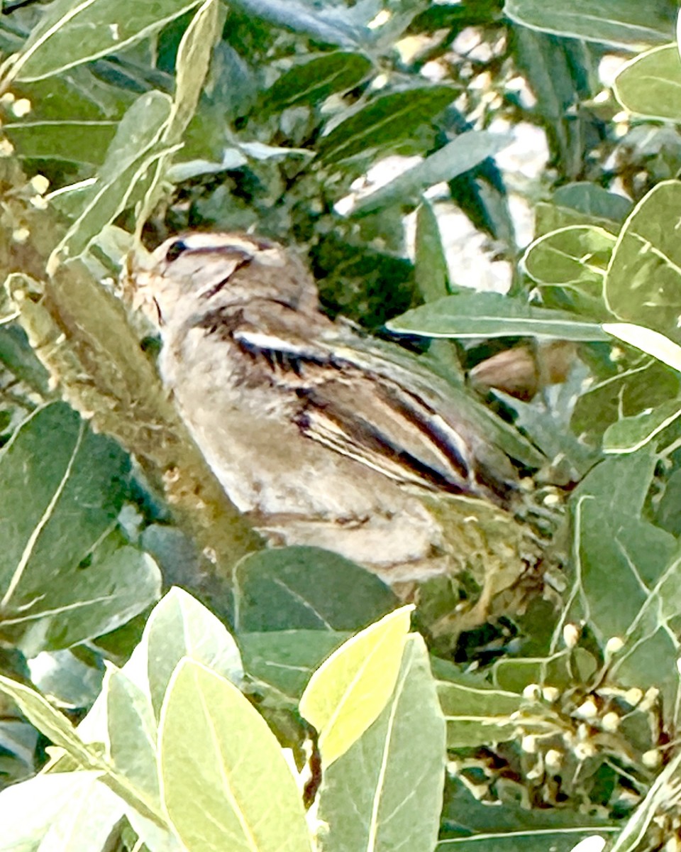House Sparrow - ML641604404