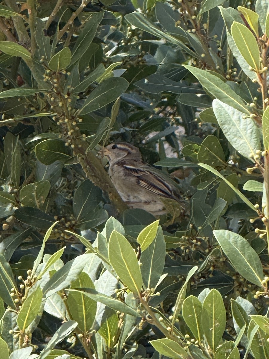 House Sparrow - ML641604405