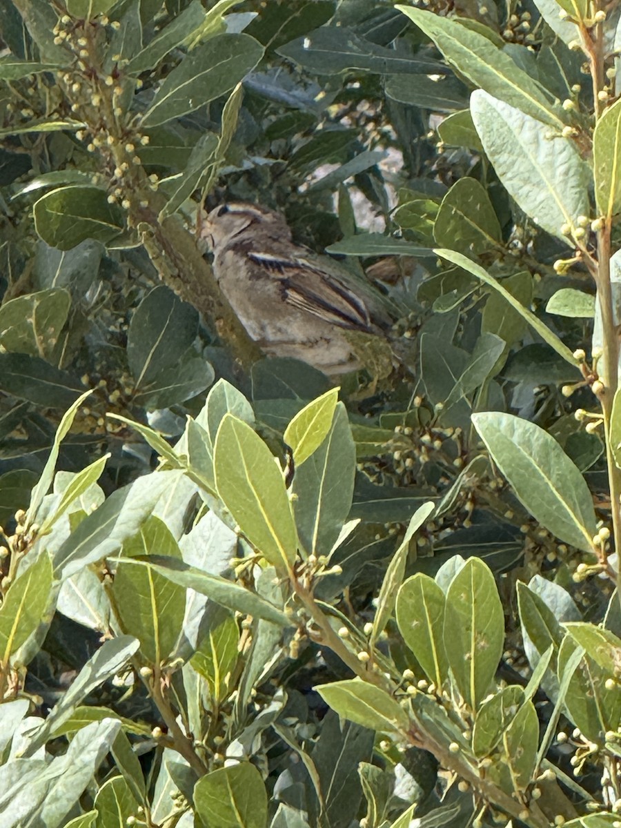 House Sparrow - ML641604406
