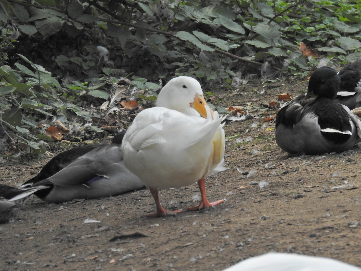 Canard colvert - ML641604419