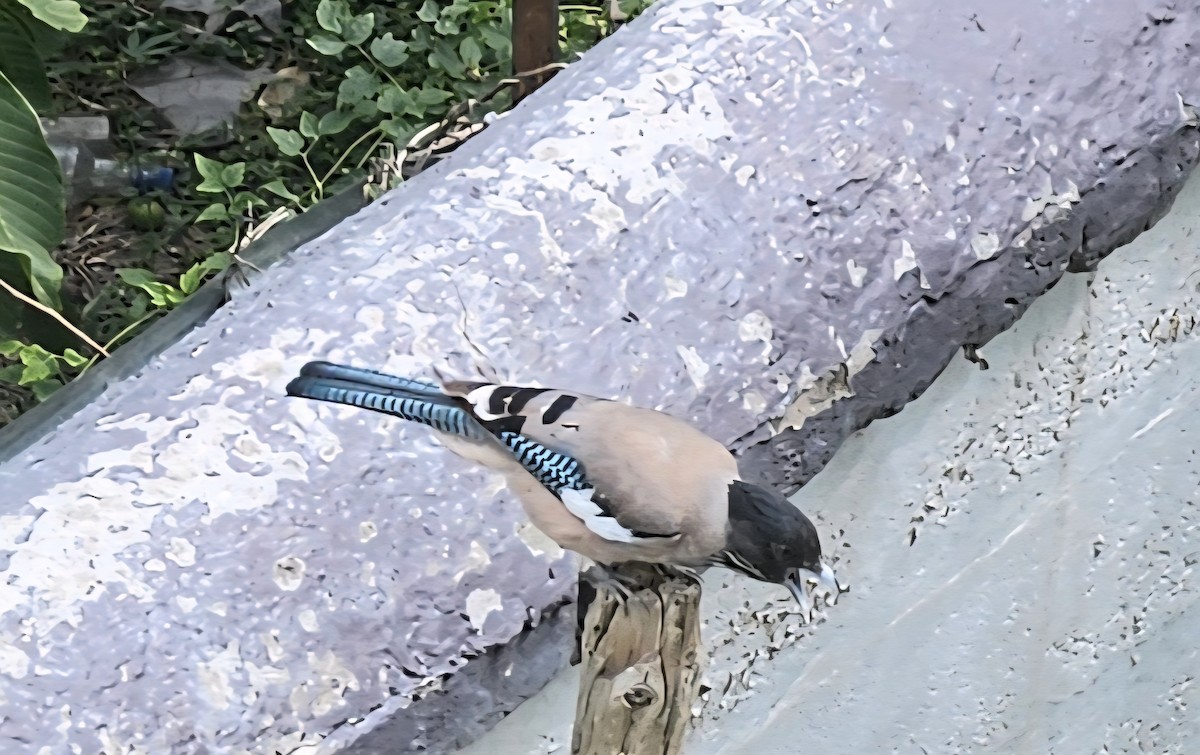 Black-headed Jay - ML641604426