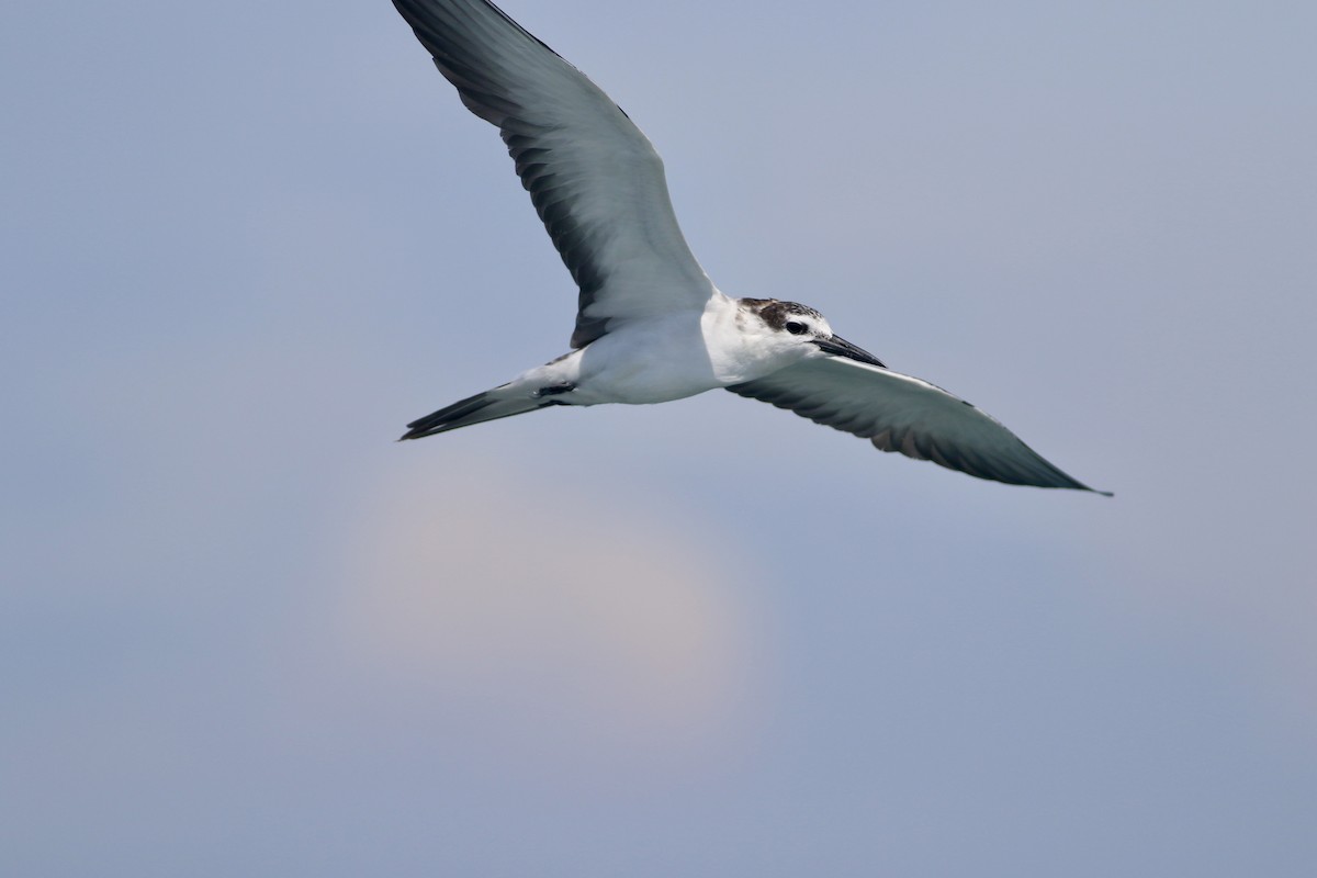 Bridled Tern - ML641604428