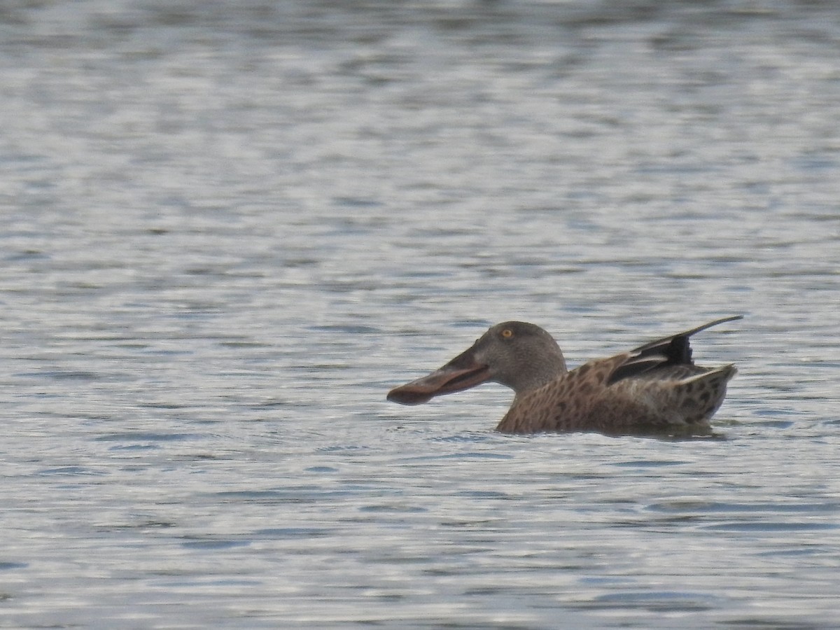 Canard souchet - ML641604429