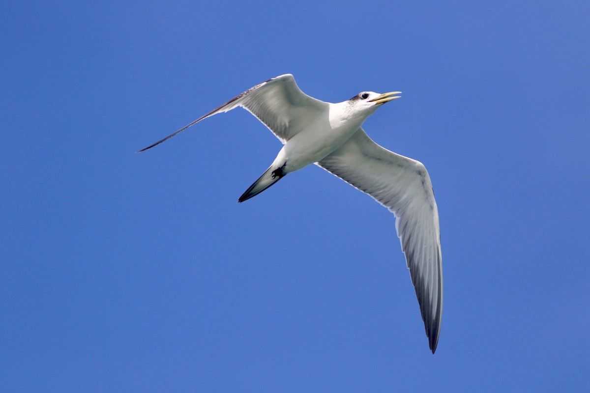 Great Crested Tern - ML641604452