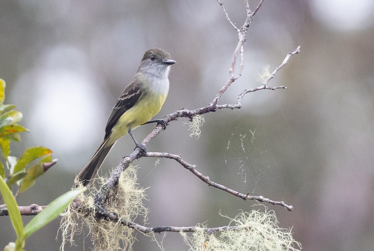 Pale-edged Flycatcher - ML641604468