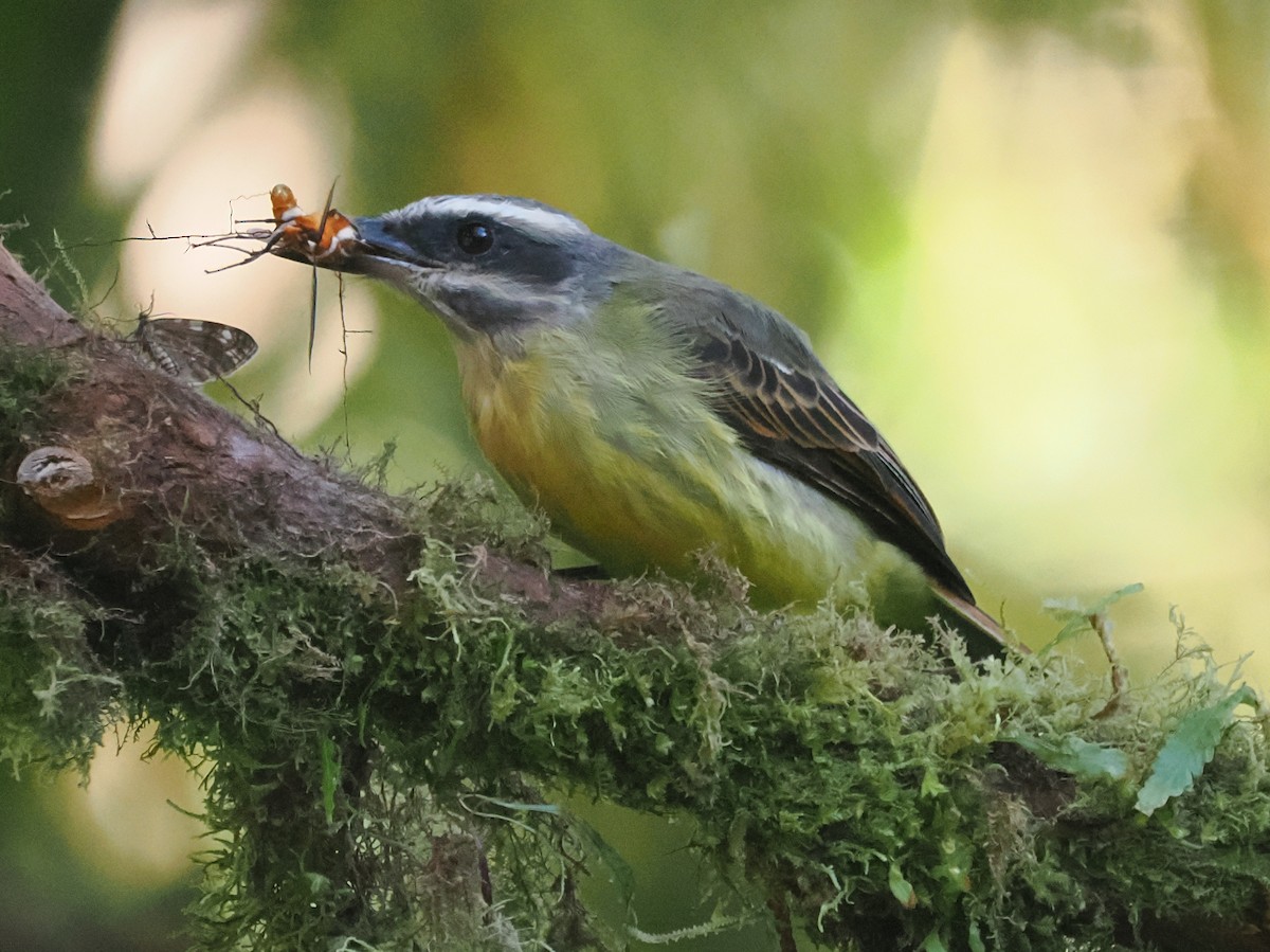 Golden-bellied Flycatcher - ML641604471