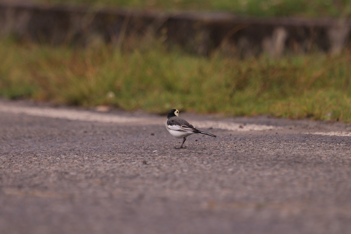 White Wagtail - ML641604497