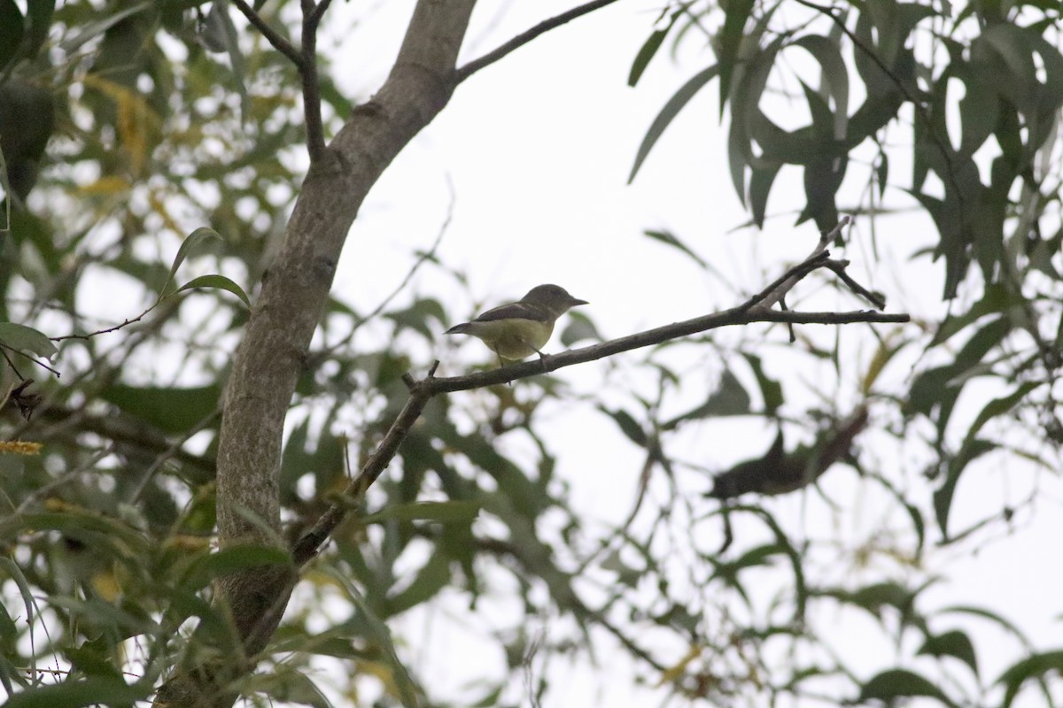 Гуулин намнаа - ML641604498