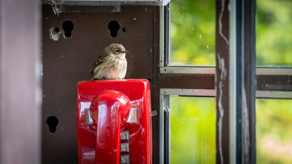 Kronenwaldsänger - ML641604557