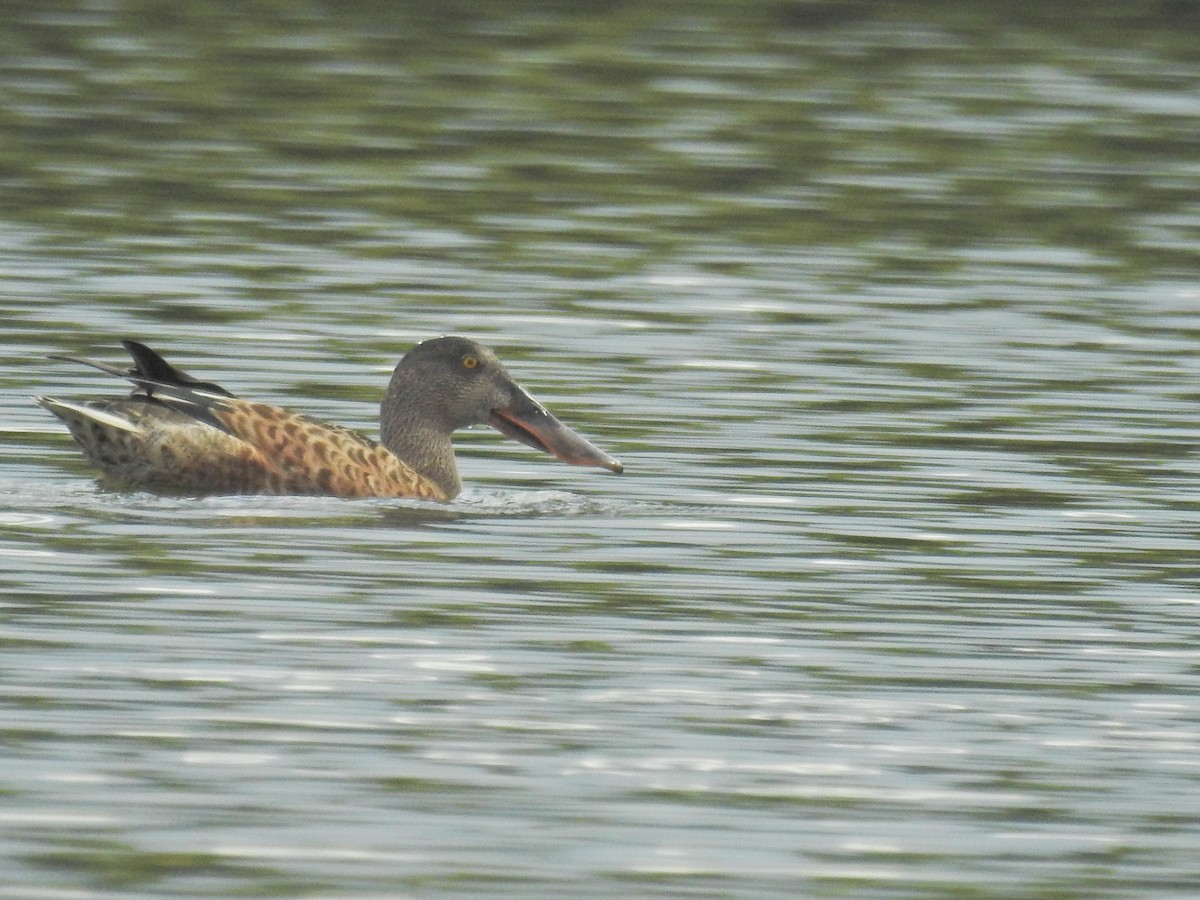 Canard souchet - ML641604559