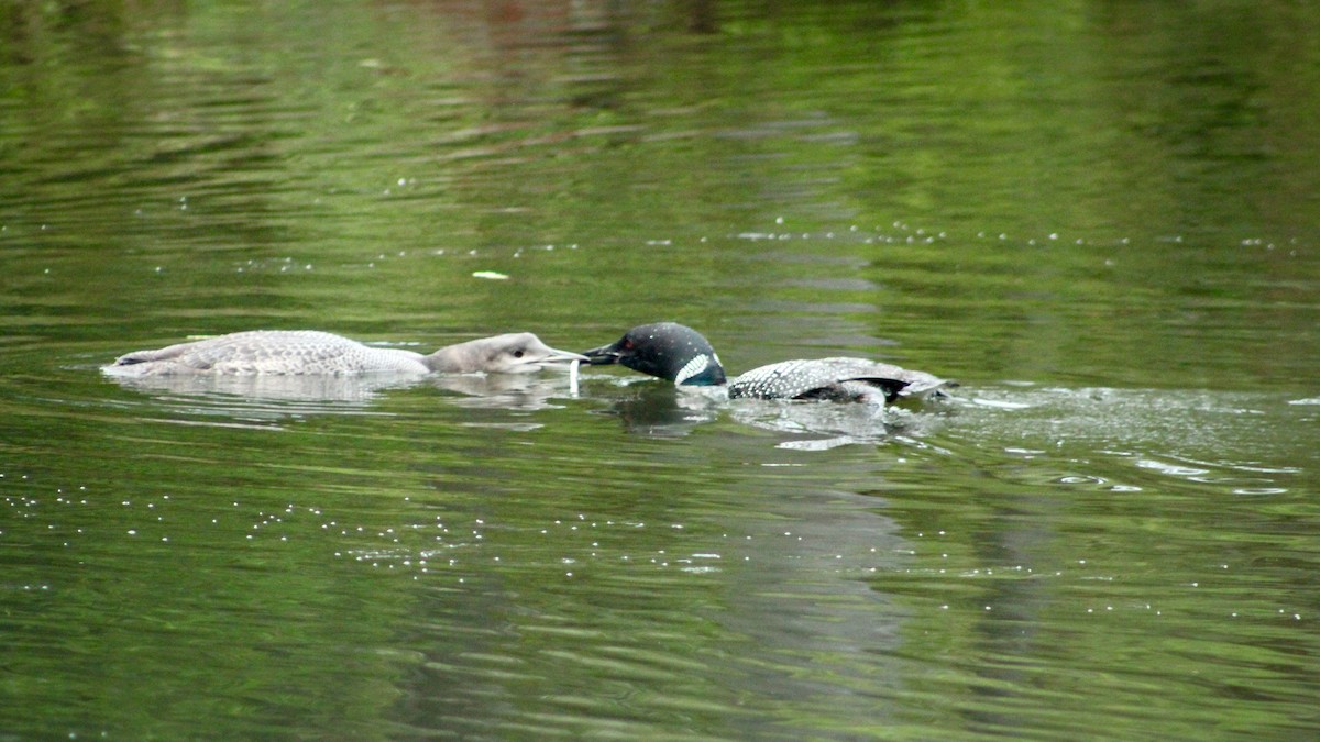 Eistaucher - ML641604600