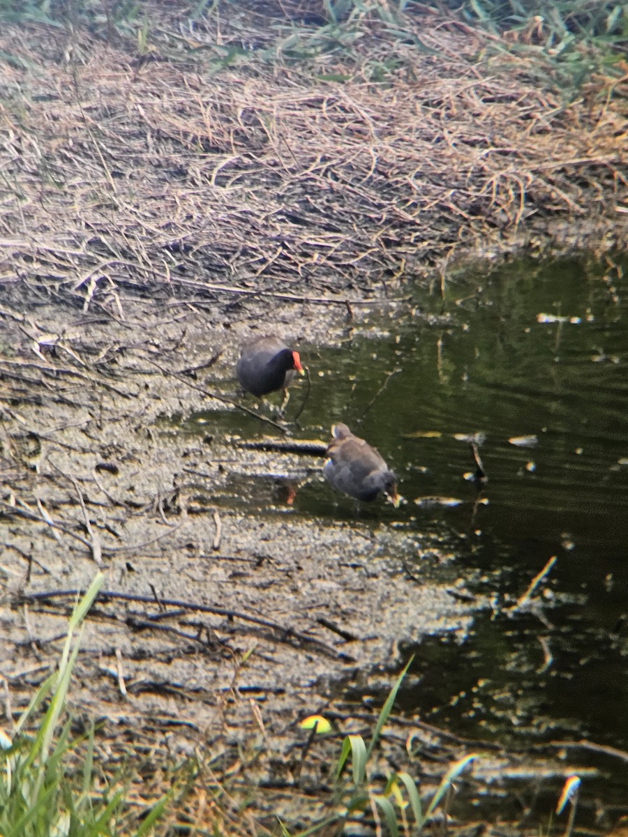 Common Gallinule - ML641604610