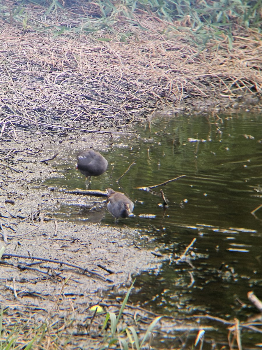 Common Gallinule - ML641604611