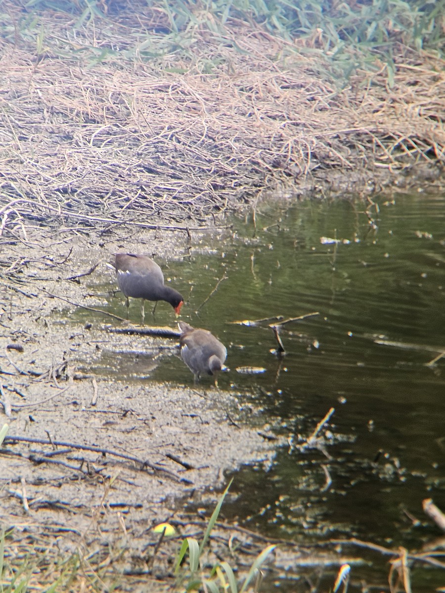 Common Gallinule - ML641604612