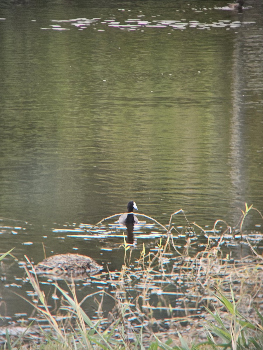 American Coot - ML641604619