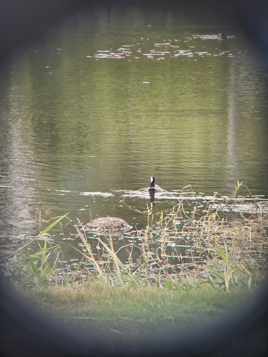 American Coot - ML641604620