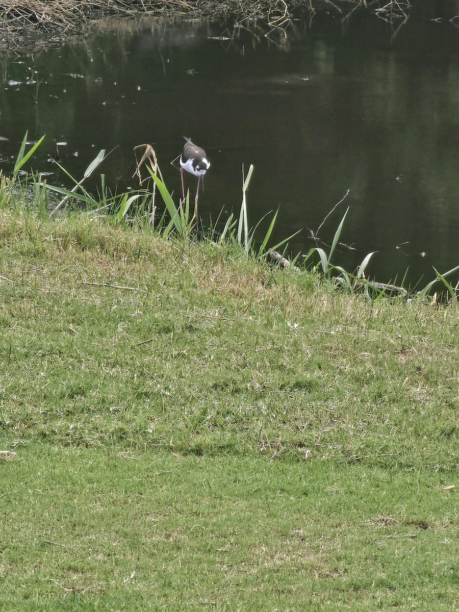 Black-necked Stilt - ML641604631
