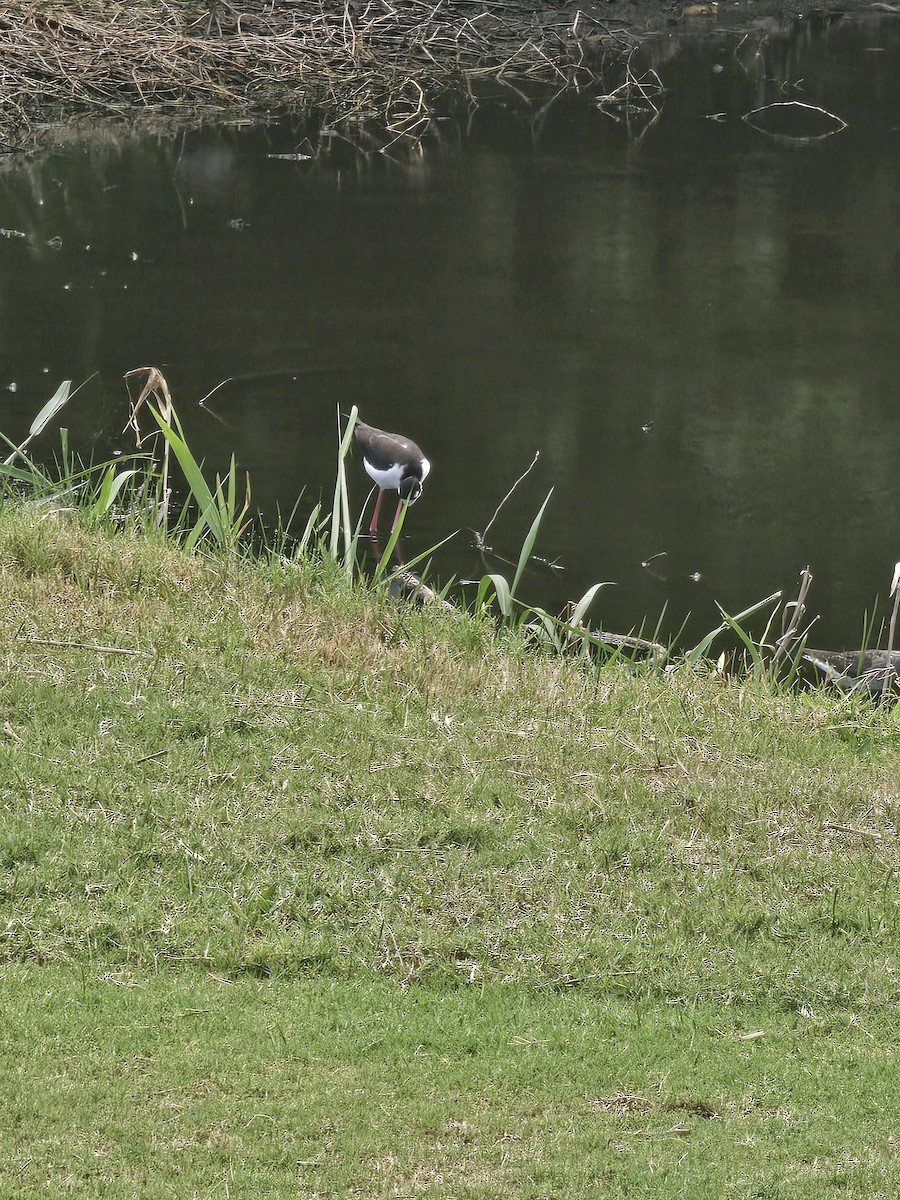 Black-necked Stilt - ML641604632