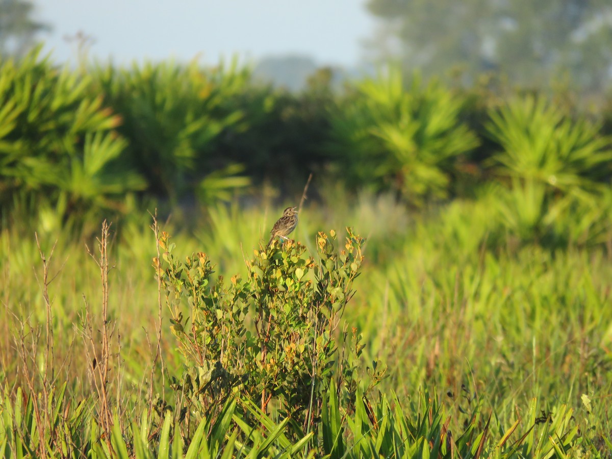 Grasshopper Sparrow - ML641604642