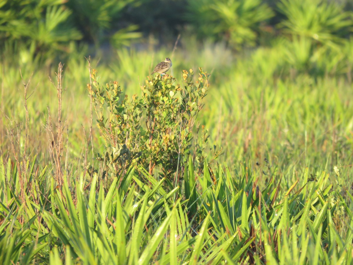 Grasshopper Sparrow - ML641604643