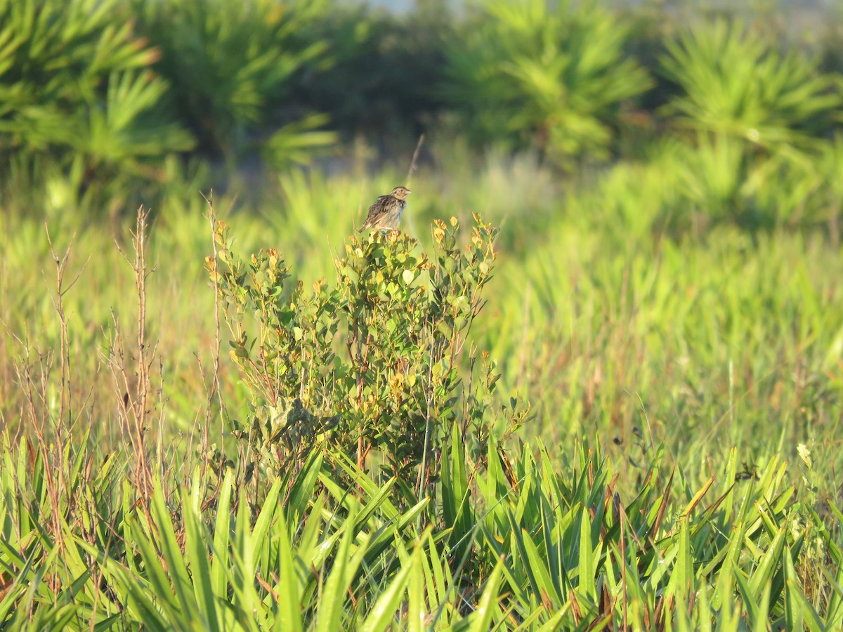 Grasshopper Sparrow - ML641604644