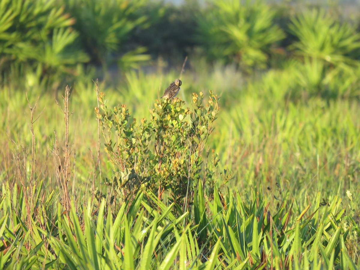 Grasshopper Sparrow - ML641604645
