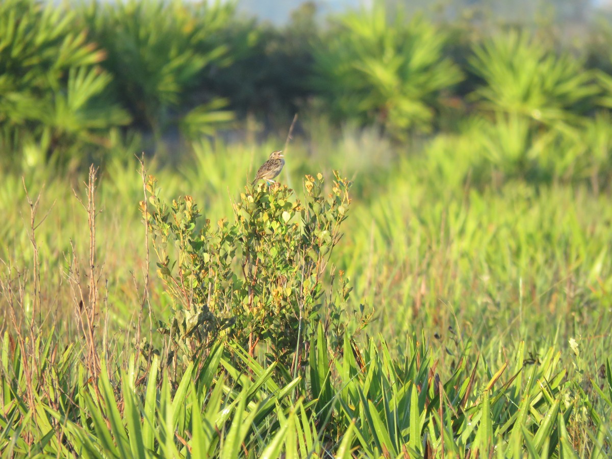 Grasshopper Sparrow - ML641604646