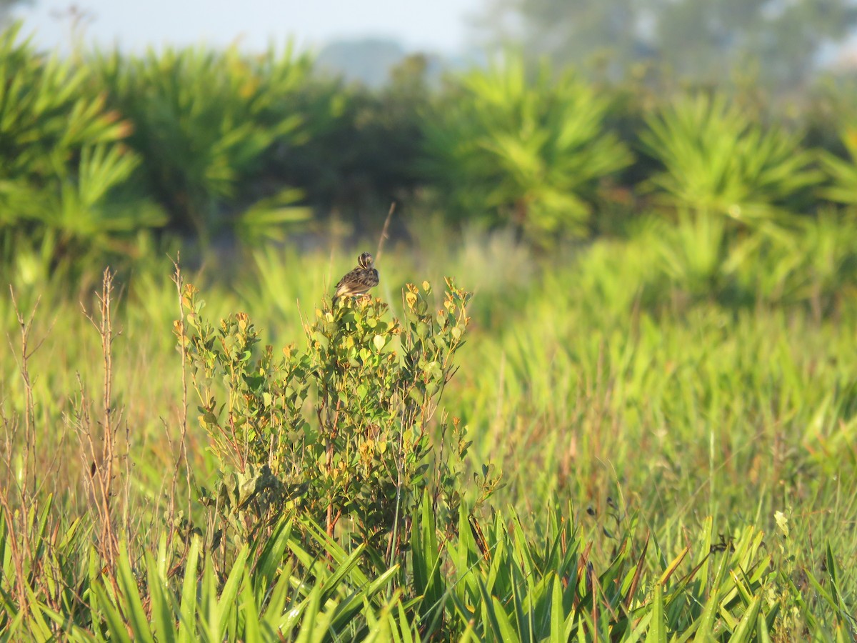 Grasshopper Sparrow - ML641604647