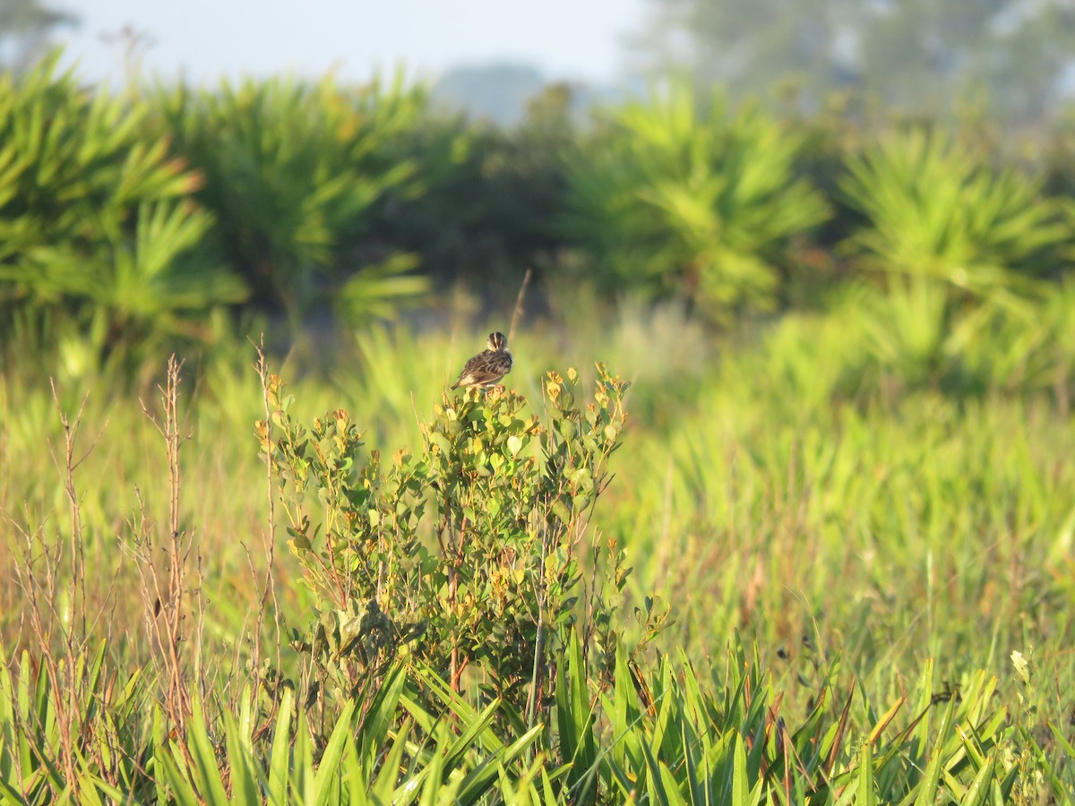 Grasshopper Sparrow - ML641604648