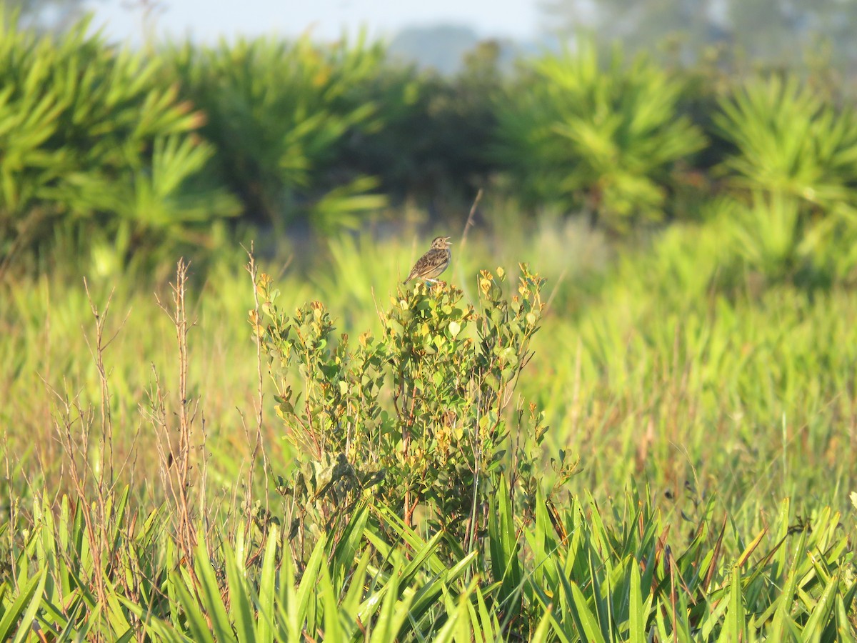 Grasshopper Sparrow - ML641604649