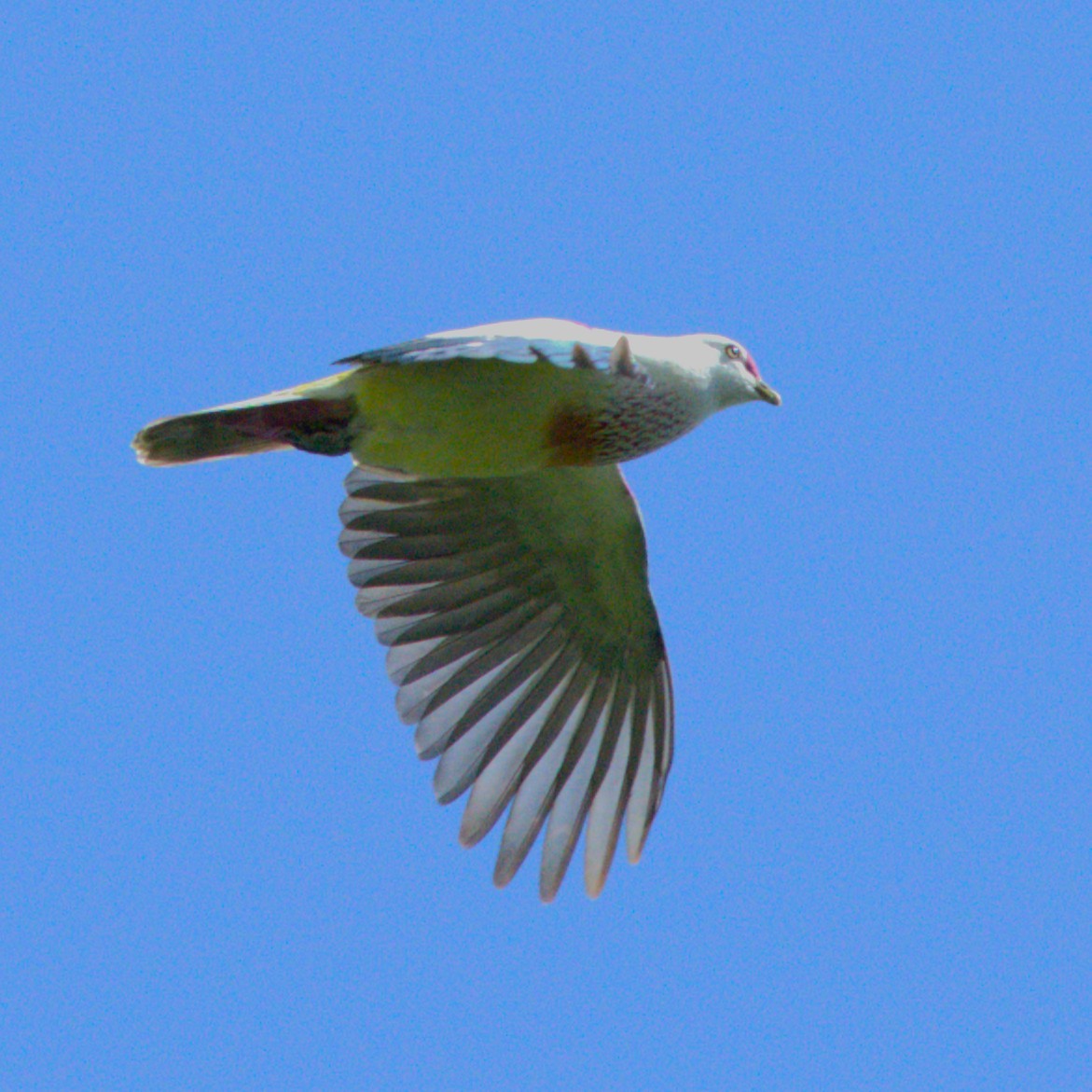Many-colored Fruit-Dove - ML641604668