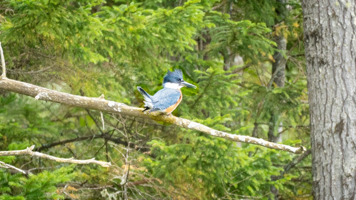 Gürtelfischer - ML641604669