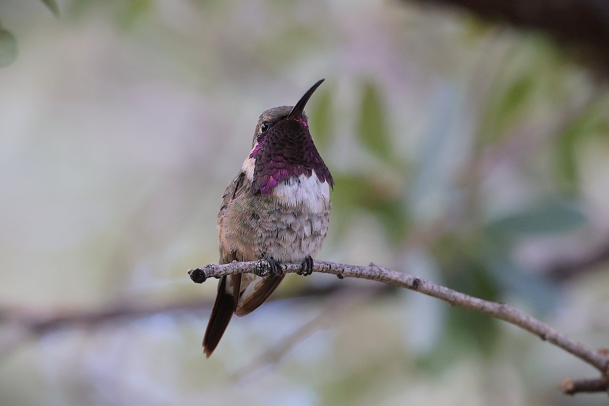 Lucifer Hummingbird - ML641604670