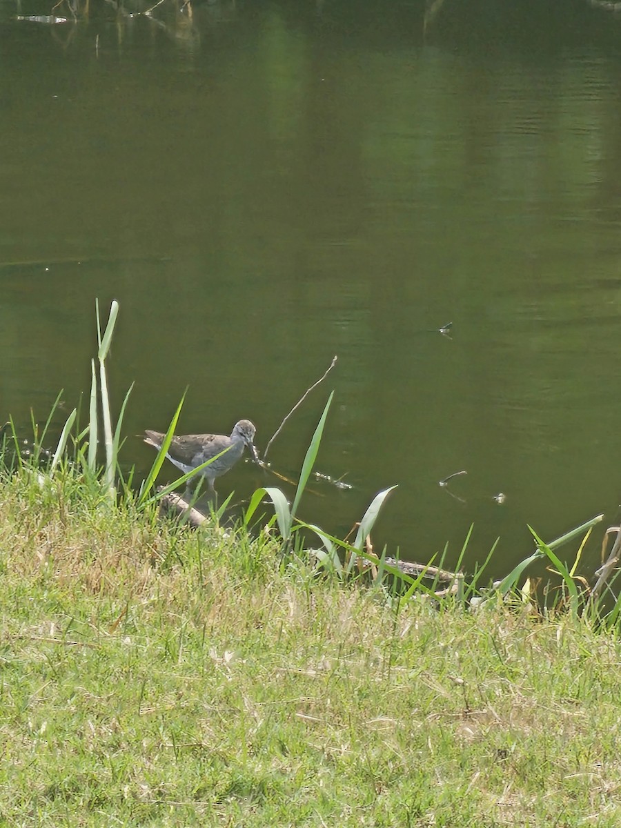 Lesser Yellowlegs - ML641604677
