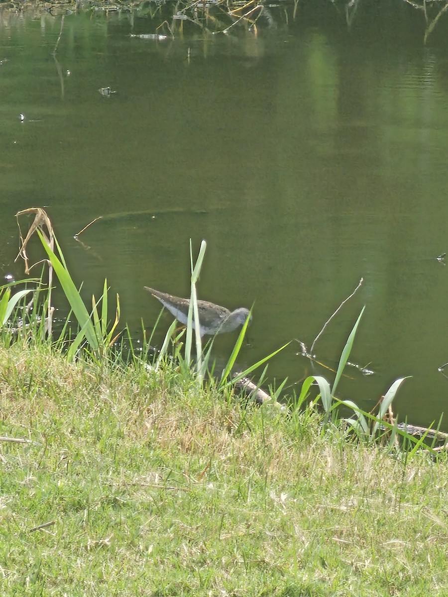 Lesser Yellowlegs - ML641604678