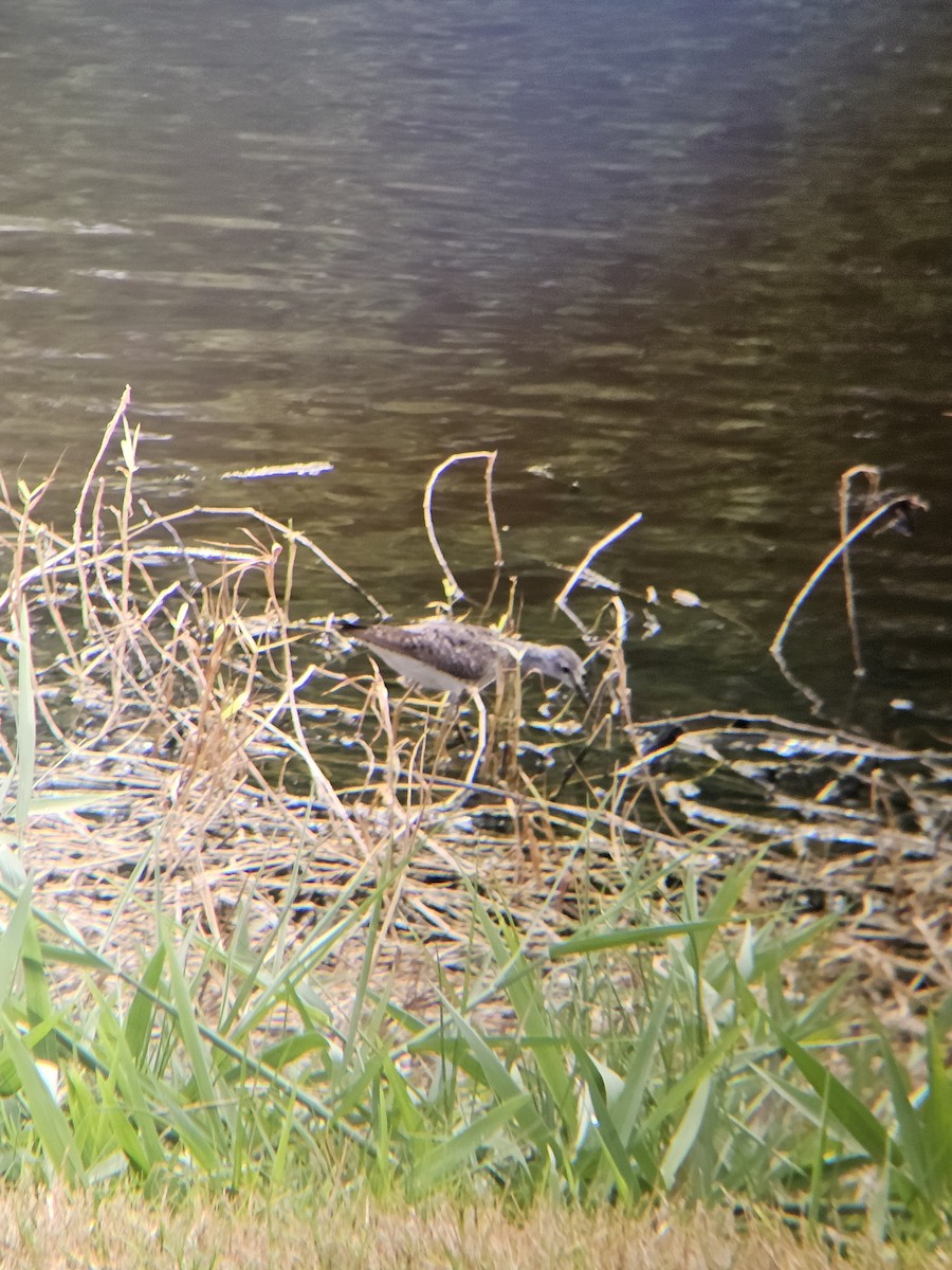 Lesser Yellowlegs - ML641604679