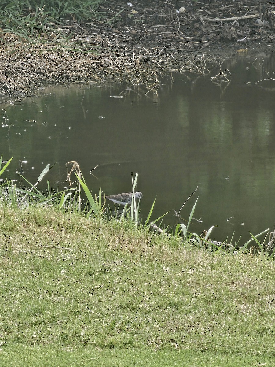Lesser Yellowlegs - ML641604680