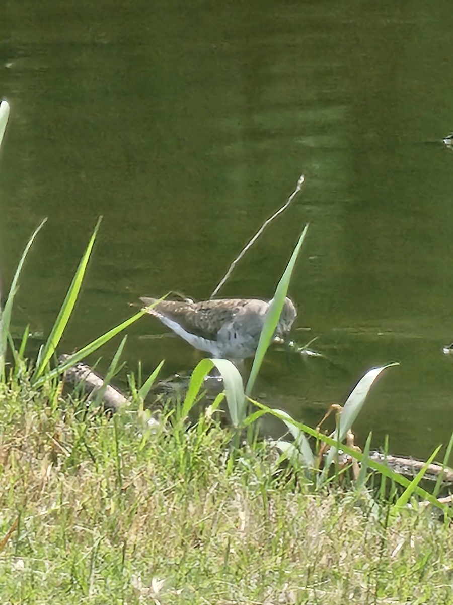 Lesser Yellowlegs - ML641604681