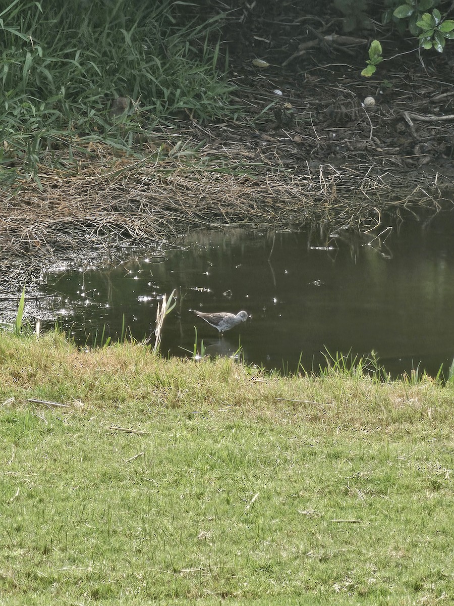 Lesser Yellowlegs - ML641604682